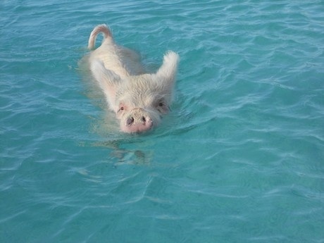 Δείτε γουρουνάκια να κολυμπούν στις Μπαχάμες!(pics)