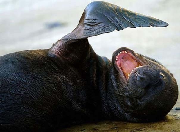 Φωτογραφίες ζώων τραβηγμένες την κατάλληλη στιγμή