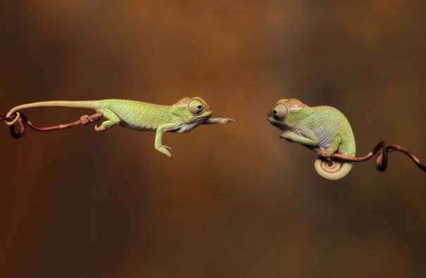 Φωτογραφίες ζώων τραβηγμένες την κατάλληλη στιγμή