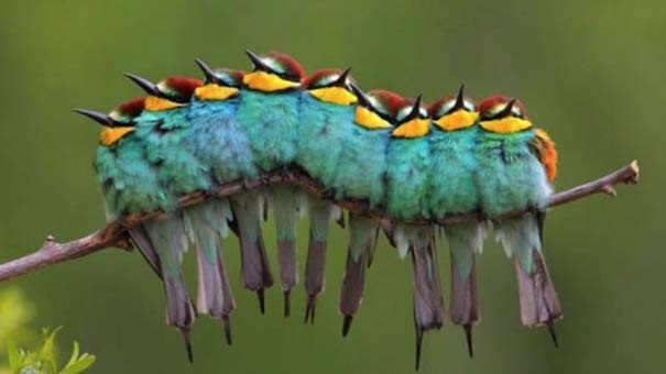 Φωτογραφίες ζώων τραβηγμένες την κατάλληλη στιγμή