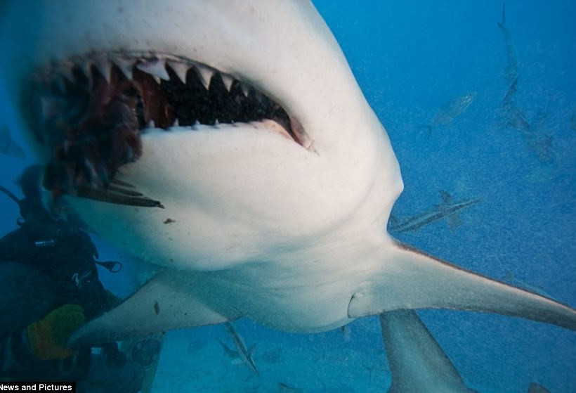 Δείτε: Ο πιο τρομακτικός καρχαρίας του κόσμου (pics)