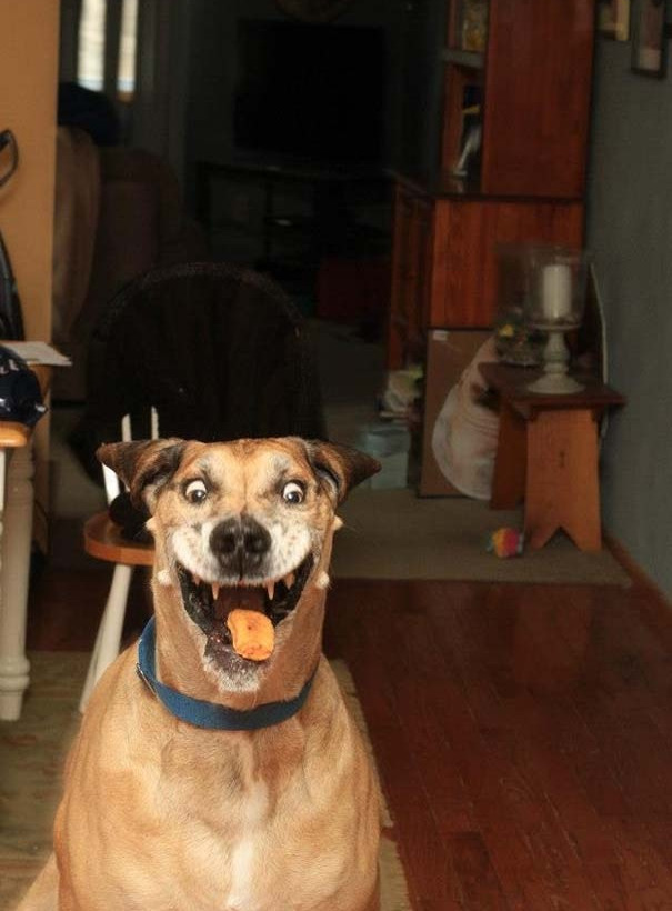 Η απίστευτη φάτσα σκύλου την ώρα που τρώει κοτομπουκιές! (pics)