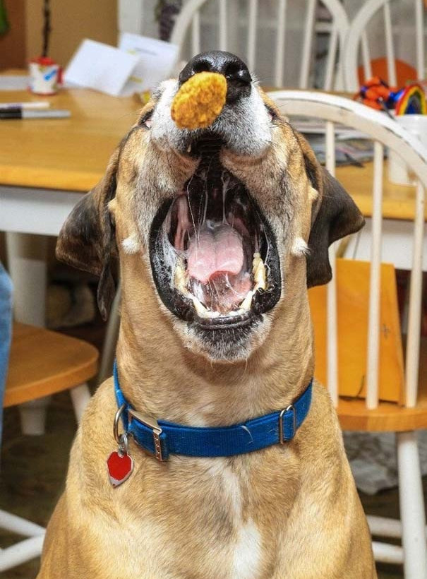 Η απίστευτη φάτσα σκύλου την ώρα που τρώει κοτομπουκιές! (pics)