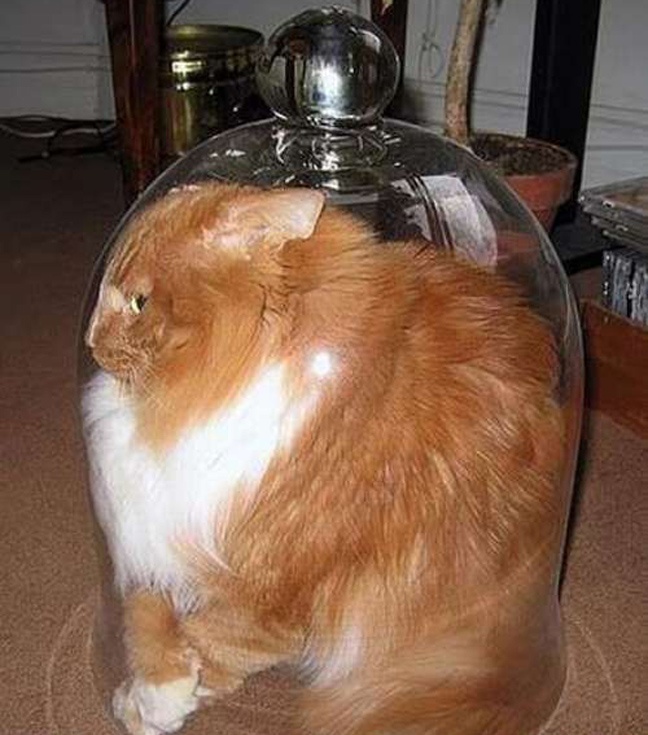 Έμπλεξαν άσχημα...(pics)