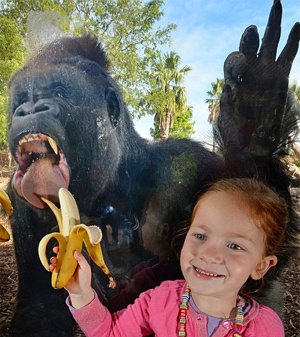 Ξεκαρδιστικό photobombing από έναν... γορίλα (pics)