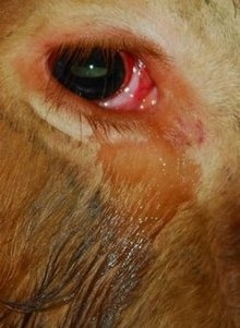 Συγκλονιστική ιστορία: Ταύρος κλαίει και ικετεύει για τη ζωή του...  