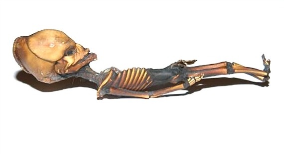 Σάλος στο Διαδίκτυο με τον μικροσκοπικό εξωγήινο