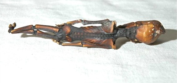 Σάλος στο Διαδίκτυο με τον μικροσκοπικό εξωγήινο