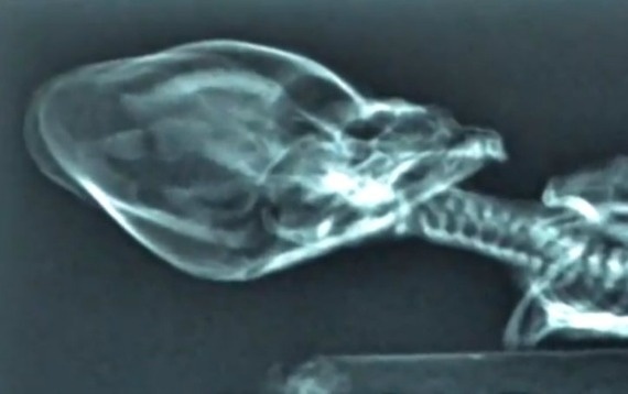 Σάλος στο Διαδίκτυο με τον μικροσκοπικό εξωγήινο