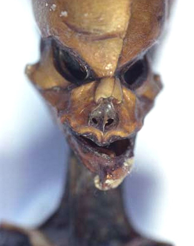 Η αλήθεια για τον μικροσκοπικό εξωγήινο