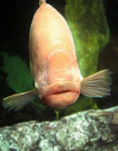 Απίστευτες εικόνες: Ζώα με...ανθρώπινα στόματα