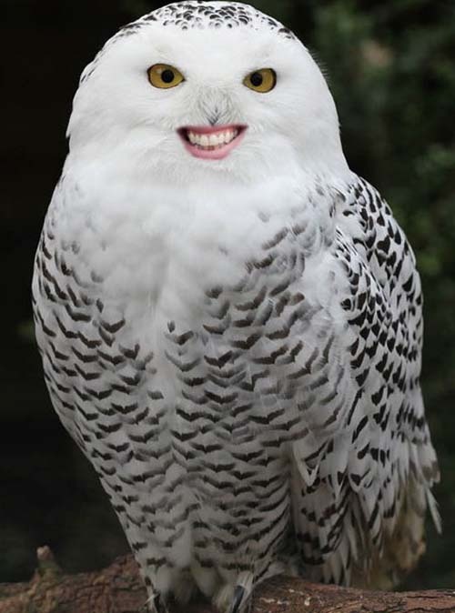 Απίστευτες εικόνες: Ζώα με...ανθρώπινα στόματα