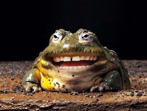 Απίστευτες εικόνες: Ζώα με...ανθρώπινα στόματα