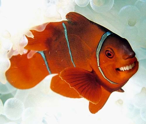 Απίστευτες εικόνες: Ζώα με...ανθρώπινα στόματα