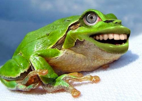 Απίστευτες εικόνες: Ζώα με...ανθρώπινα στόματα