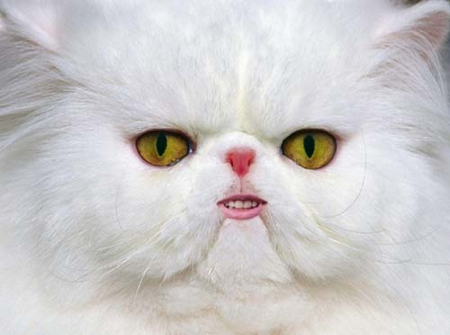 Απίστευτες εικόνες: Ζώα με...ανθρώπινα στόματα