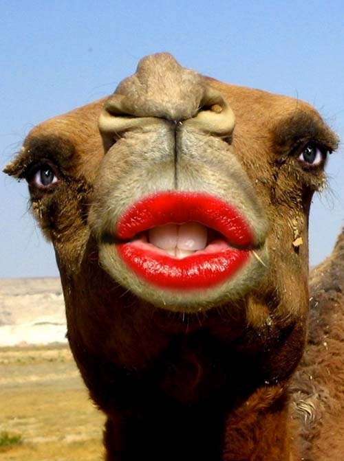 Απίστευτες εικόνες: Ζώα με...ανθρώπινα στόματα