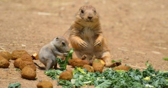 Μαθήματα από την Φύση: Δες τι παθαίνει όποιος τρώει πολύ!