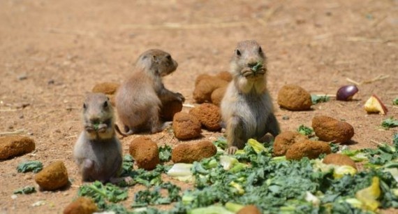 Μαθήματα από την Φύση: Δες τι παθαίνει όποιος τρώει πολύ!