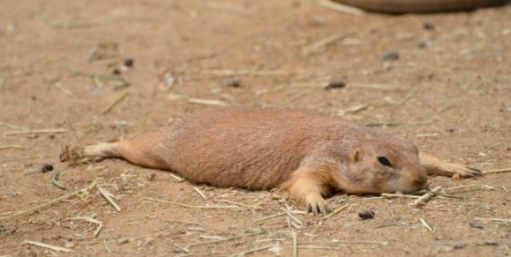 Μαθήματα από την Φύση: Δες τι παθαίνει όποιος τρώει πολύ!