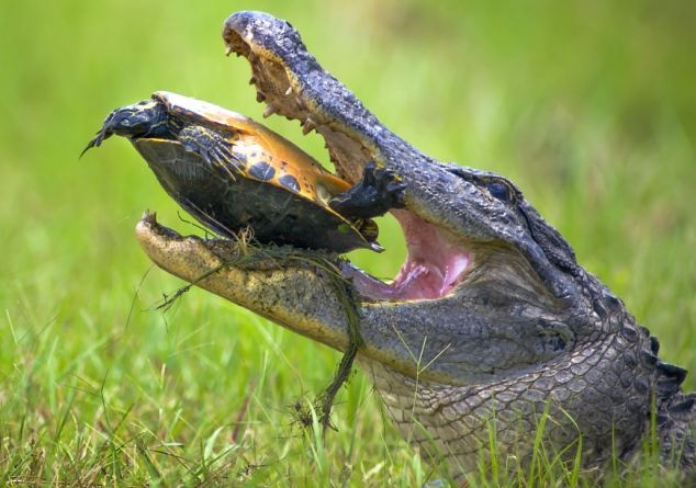 Χελώνα vs κροκόδειλος σημειώσατε… 1