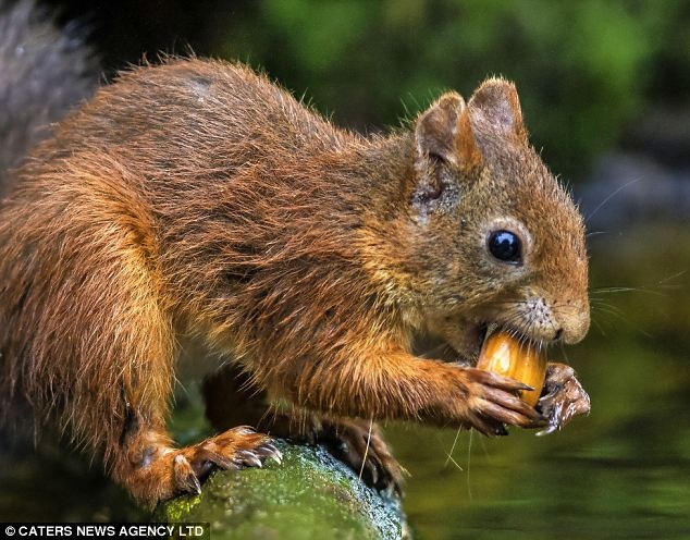 Απίστευτο: Ο σκίουρος του Ice Age ζει ανάμεσά μας! (pics)