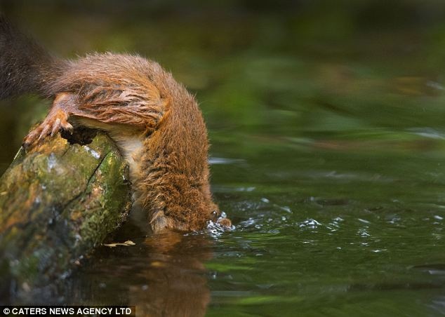 Απίστευτο: Ο σκίουρος του Ice Age ζει ανάμεσά μας! (pics)