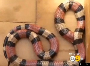 ΣΟΚ: Έζησε τον απόλυτο εφιάλτη την ώρα που οδηγούσε όταν βρήκε ένα...