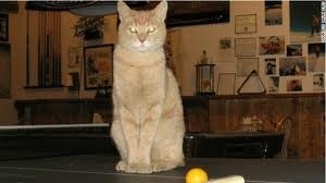 Απίστευτο: Δείτε ποιος είναι ο δήμαρχος αυτής της πόλης!