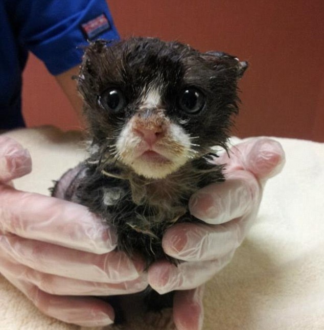 ΣΟΚ: «Έλουσαν» γατάκι με βενζίνη και του έβαλαν φωτιά