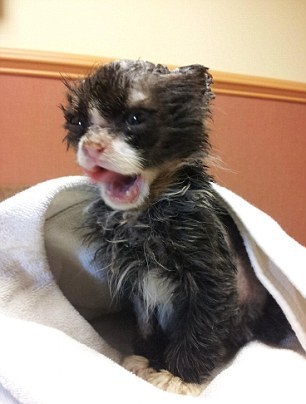 ΣΟΚ: «Έλουσαν» γατάκι με βενζίνη και του έβαλαν φωτιά