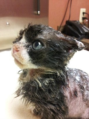 ΣΟΚ: «Έλουσαν» γατάκι με βενζίνη και του έβαλαν φωτιά