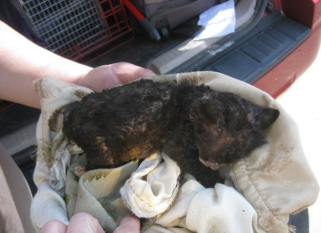 ΣΟΚ: «Έλουσαν» γατάκι με βενζίνη και του έβαλαν φωτιά