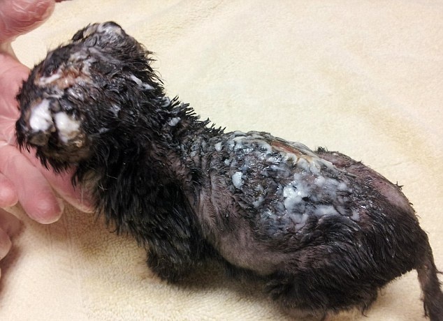 ΣΟΚ: «Έλουσαν» γατάκι με βενζίνη και του έβαλαν φωτιά