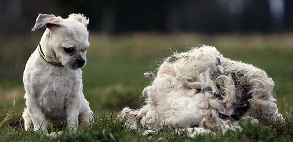Απίθανες φωτογραφίες:Εγκαταλελειμμένος σκύλος πριν και μετά το κούρεμα