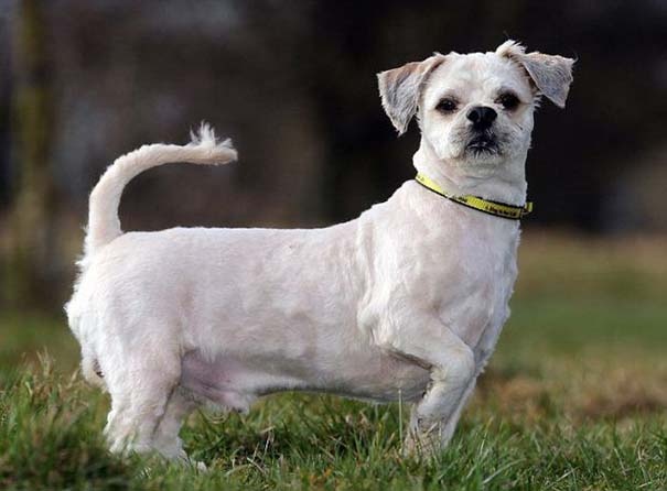 Απίθανες φωτογραφίες:Εγκαταλελειμμένος σκύλος πριν και μετά το κούρεμα