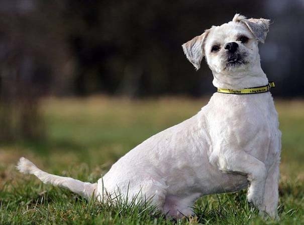 Απίθανες φωτογραφίες:Εγκαταλελειμμένος σκύλος πριν και μετά το κούρεμα