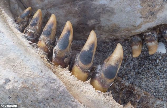 Μυστήριο με το τερατώδες πλάσμα που βρέθηκε σε παραλία (pics)