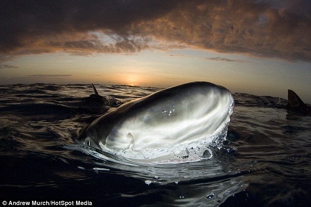 Μέσα στα σαγόνια του καρχαρία (pics) 