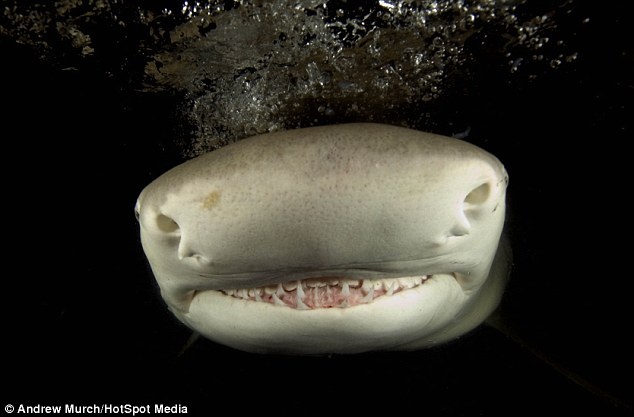 Μέσα στα σαγόνια του καρχαρία (pics) 