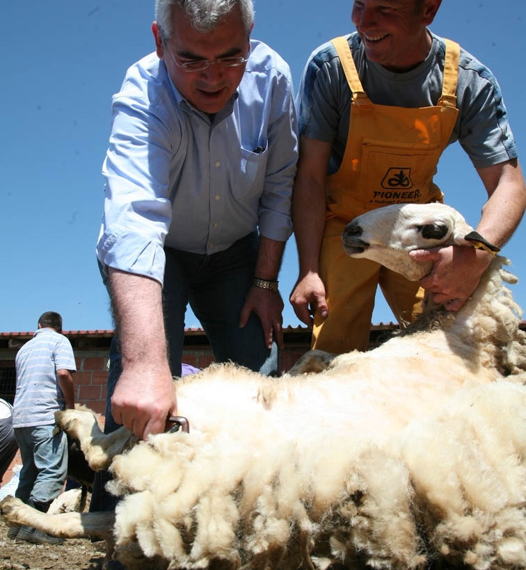 Υπουργός κουρεύει πρόβατα!
