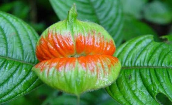 Δείτε το σπάνιο φυτό με τα... σαρκώδη χείλη! (pics)