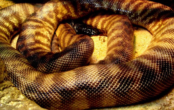 Σε αυτό το νησί δεν τολμά να πατήσει άνθρωπος - Διαβάστε το γιατί!