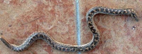 Η φοιτήτρια έπαθε σοκ με αυτό που βρήκε μέσα στο σπίτι της