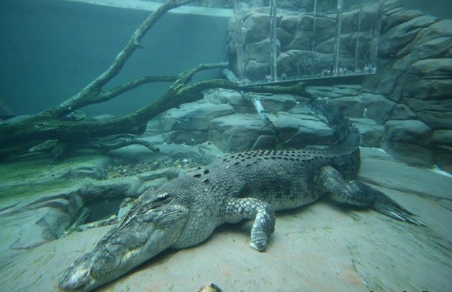 Το κλουβί του θανάτου (pics)