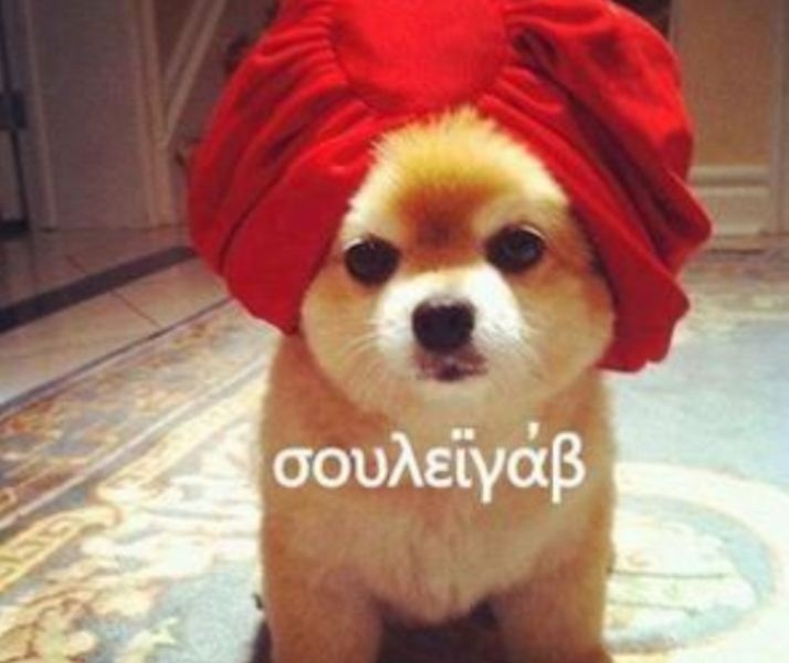 Δείτε τον σκύλο του «Σουλεϊμάν» που σαρώνει στα social media