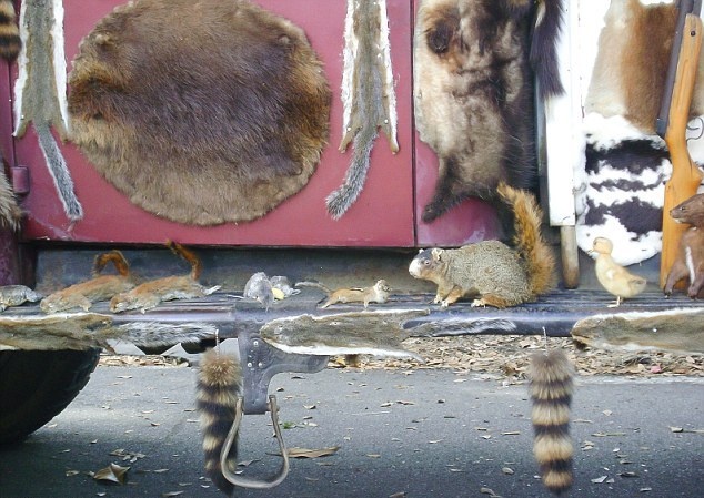 Εικόνες φρίκης: «Διακόσμησε» το αυτοκίνητό του με 50 πτώματα ζώων