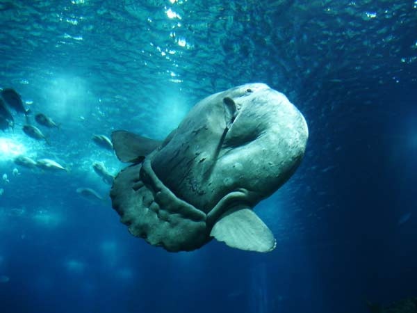 Το βαρύτερο ψάρι στον κόσμο!(pics) 