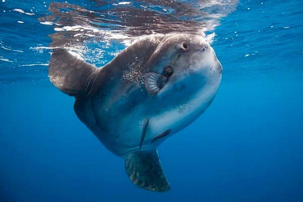 Το βαρύτερο ψάρι στον κόσμο!(pics) 