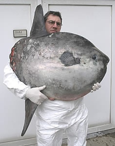 Το βαρύτερο ψάρι στον κόσμο!(pics) 